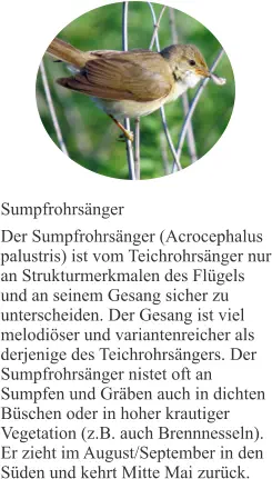 Sumpfrohrsänger Der Sumpfrohrsänger (Acrocephalus palustris) ist vom Teichrohrsänger nur an Strukturmerkmalen des Flügels und an seinem Gesang sicher zu unterscheiden. Der Gesang ist viel melodiöser und variantenreicher als derjenige des Teichrohrsängers. Der Sumpfrohrsänger nistet oft an Sumpfen und Gräben auch in dichten Büschen oder in hoher krautiger Vegetation (z.B. auch Brennnesseln). Er zieht im August/September in den Süden und kehrt Mitte Mai zurück.