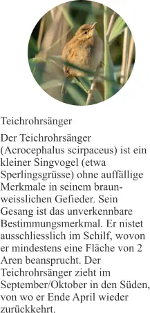 Teichrohrsänger Der Teichrohrsänger (Acrocephalus scirpaceus) ist ein kleiner Singvogel (etwa Sperlingsgrüsse) ohne auffällige Merkmale in seinem braun-weisslichen Gefieder. Sein Gesang ist das unverkennbare Bestimmungsmerkmal. Er nistet ausschliesslich im Schilf, wovon er mindestens eine Fläche von 2 Aren beansprucht. Der Teichrohrsänger zieht im September/Oktober in den Süden, von wo er Ende April wieder zurückkehrt.