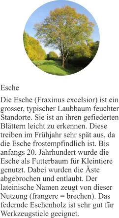 Esche Die Esche (Fraxinus excelsior) ist ein grosser, typischer Laubbaum feuchter Standorte. Sie ist an ihren gefiederten Blättern leicht zu erkennen. Diese treiben im Frühjahr sehr spät aus, da die Esche frostempfindlich ist. Bis anfangs 20. Jahrhundert wurde die Esche als Futterbaum für Kleintiere genutzt. Dabei wurden die Äste abgebrochen und entlaubt. Der lateinische Namen zeugt von dieser Nutzung (frangere = brechen). Das federnde Eschenholz ist sehr gut für Werkzeugstiele geeignet.