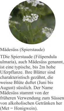 Mädesüss (Spierstaude) TDie Spierstaude (Filipendula ulmaria), auch Mädesüss genannt, ist eine typische, bis 2m hohe Uferpflanze. Ihre Blätter sind charakteristisch gezähnt, die weisse Blüte duftet (Juni bis August) süsslich. Der Name Mädesüss stammt von der früheren Verwendung zum Süssen von alkoholischen Getränken her (Met = Honigwein).
