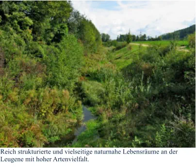 Reich strukturierte und vielseitige naturnahe Lebensräume an der Leugene mit hoher Artenvielfalt.