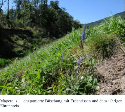 Magere, s�	dexponierte Büschung mit Erdanrissen und dem �hrigen Ehrenpreis.