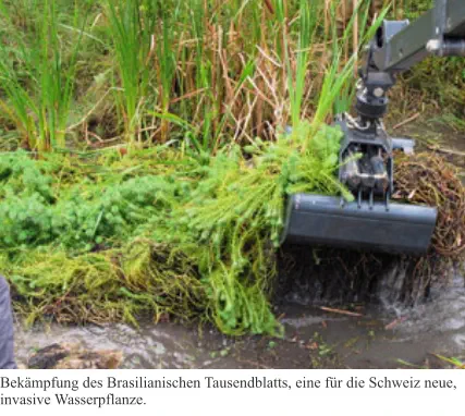 Bekämpfung des Brasilianischen Tausendblatts, eine für die Schweiz neue, invasive Wasserpflanze.