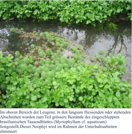 Im oberen Bereich der Leugene, in den langsam fliessenden oder stehenden Abschnitten wurden zum Teil grössere Bestände des eingeschleppten brasilianischen Tausendblattes (Myriophyllum cf. aquaticum) festgestellt.Dieser Neophyt wird im Rahmen der Unterhaltsarbeiten eliminiert