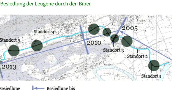 Besiedlung der Leugene durch den Biber