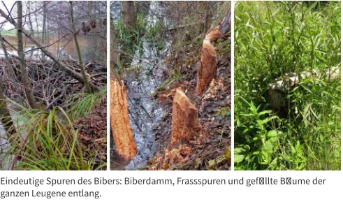Eindeutige Spuren des Bibers: Biberdamm, Frassspuren und gef�llte B�ume der ganzen Leugene entlang.