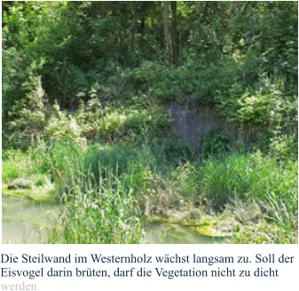 Die Steilwand im Westernholz wächst langsam zu. Soll der Eisvogel darin brüten, darf die Vegetation nicht zu dicht werden.