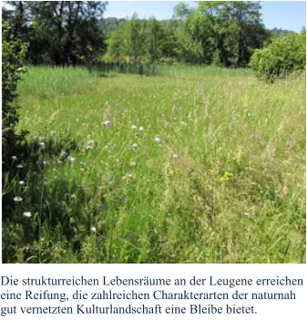 Die strukturreichen Lebensräume an der Leugene erreichen eine Reifung, die zahlreichen Charakterarten der naturnah gut vernetzten Kulturlandschaft eine Bleibe bietet.