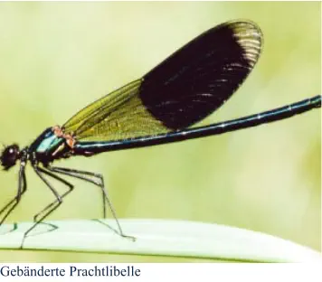 Gebänderte Prachtlibelle