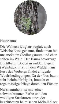 Nussbaum Die Walnuss (Juglans regia), auch Welsche Nuss genannt, findet man bei uns meist im Siedlungsraum und eher selten im Wald. Der Baum bevorzugt fruchtbaren Boden in milden Lagen (Weinbauklima). In den Wäldern am Fuss des Vorbergs findet er ideale Wuchsbedingungen. Da der Nussbaum sehr lichtbedürftig ist, braucht er regelmässige Pflege durch den Förster. Nussbaumholz ist mit seiner schwarzbraunen Farbe und den wolkigen Strukturen eines der begehrtesten heimischen Möbelhölzer.
