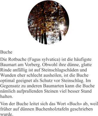 Buche Die Rotbuche (Fagus sylvatica) ist die häufigste Baumart am Vorberg. Obwohl ihre dünne, glatte Rinde anfällig ist auf Steinschlagschäden und Wunden eher schlecht ausheilen, ist die Buche optimal geeignet als Schutz vor Steinschlag. Im Gegensatz zu anderen Baumarten kann die Buche nämlich aufprallenden Steinen viel besser Stand halten. Von der Buche leitet sich das Wort «Buch» ab, weil früher auf dünnen Buchenholztafeln geschrieben wurde.
