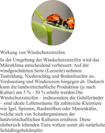 Wirkung von Windschutzstreifen In der Umgebung der Windschutzstreifen wird das Mikroklima entscheidend verbessert: Auf der windgeschützten Seite (Leeseite) nehmen Taubildung, Niederschlag und Bodenfeuchte zu, Verdunstung und Winderosion hingegen ab. Dadurch kann die landwirtschaftliche Produktion (je nach Kultur) um 5 % - 50 % erhöht werden.Die Windschutzstreifen – insbesondere die Gehölzränder – sind ideale Lebensräume für zahlreiche Kleintiere wie Igel, Spinnen, Raubmilben oder Marienkäfer, welche sich von Schadorganismen der landwirtschaftlichen Kulturen ernähren. Diese räuberisch lebenden Tiere wirken somit als natürliche Schädlingsbekämpfer.