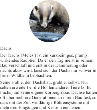 Dachs Der Dachs (Meles ) ist ein kurzbeiniges, plump wirkendes Raubtier. Da er den Tag meist in seinem Bau verschläft und erst in der Dämmerung oder nachts aktiv wird, lässt sich der Dachs nur schwer in freier Wildbahn beobachten. Seine Höhle, den Dachsbau, gräbt er selbst. Nur selten erweitert er die Höhlen anderer Tiere (z. B. Fuchs) auf seine eigene Körpergrösse. Dachse halten oft über mehrere Generationen an ihrem Bau fest, so dass mit der Zeit weitläufige Röhrensysteme mit mehreren Eingängen und Kesseln entstehen.