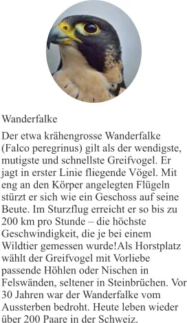 Wanderfalke Der etwa krähengrosse Wanderfalke (Falco peregrinus) gilt als der wendigste, mutigste und schnellste Greifvogel. Er jagt in erster Linie fliegende Vögel. Mit eng an den Körper angelegten Flügeln stürzt er sich wie ein Geschoss auf seine Beute. Im Sturzflug erreicht er so bis zu 200 km pro Stunde – die höchste Geschwindigkeit, die je bei einem Wildtier gemessen wurde!Als Horstplatz wählt der Greifvogel mit Vorliebe passende Höhlen oder Nischen in Felswänden, seltener in Steinbrüchen. Vor 30 Jahren war der Wanderfalke vom Aussterben bedroht. Heute leben wieder über 200 Paare in der Schweiz.