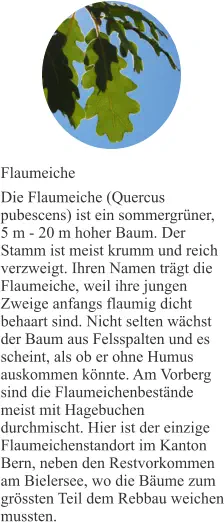 Flaumeiche Die Flaumeiche (Quercus pubescens) ist ein sommergrüner, 5 m - 20 m hoher Baum. Der Stamm ist meist krumm und reich verzweigt. Ihren Namen trägt die Flaumeiche, weil ihre jungen Zweige anfangs flaumig dicht behaart sind. Nicht selten wächst der Baum aus Felsspalten und es scheint, als ob er ohne Humus auskommen könnte. Am Vorberg sind die Flaumeichenbestände meist mit Hagebuchen durchmischt. Hier ist der einzige Flaumeichenstandort im Kanton Bern, neben den Restvorkommen am Bielersee, wo die Bäume zum grössten Teil dem Rebbau weichen mussten.