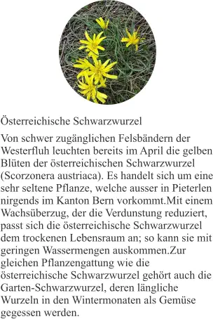 Österreichische Schwarzwurzel Von schwer zugänglichen Felsbändern der Westerfluh leuchten bereits im April die gelben Blüten der österreichischen Schwarzwurzel (Scorzonera austriaca). Es handelt sich um eine sehr seltene Pflanze, welche ausser in Pieterlen nirgends im Kanton Bern vorkommt.Mit einem Wachsüberzug, der die Verdunstung reduziert, passt sich die österreichische Schwarzwurzel dem trockenen Lebensraum an; so kann sie mit geringen Wassermengen auskommen.Zur gleichen Pflanzengattung wie die österreichische Schwarzwurzel gehört auch die Garten-Schwarzwurzel, deren längliche Wurzeln in den Wintermonaten als Gemüse gegessen werden.